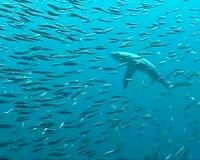 New curbs on trade in threatened sharks