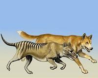 Dingo skull shape resistant to changes from hybridization