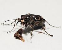 The tiger beetle: Too fast to see