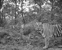Tiger population nearly doubles in Nepal