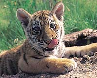 Study Says 2000 Tigers Possible In Thailand