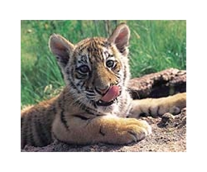 Not just China - US under fire for tiger trade