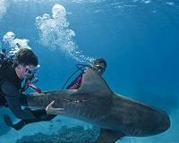 Researchers tracking tiger sharks in Hawaii after spate of attacks