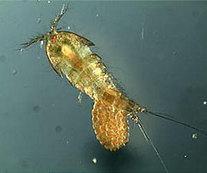 Can evolution outpace climate change?