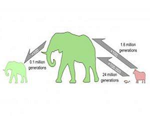 Mouse to elephant? Just wait 24 million generations