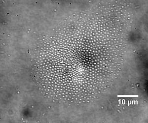 New biochip technology uses tiny whirlpools to corral microbes