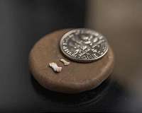 Finger and toe fossils belonged to tiny primates 45 million years ago