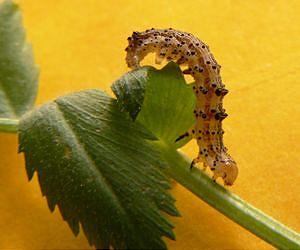 New bacteria toxins against resistant insect pests