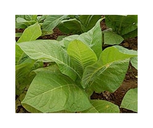 Tobacco Has Potential As A Biofuel Crop