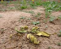 A community of soil bacteria saves plants from root rot