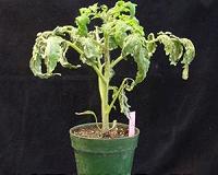 Understanding plants' immune systems could lead to better tomatoes