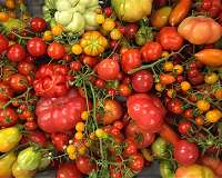 Research team traces evolution of the domesticated tomato