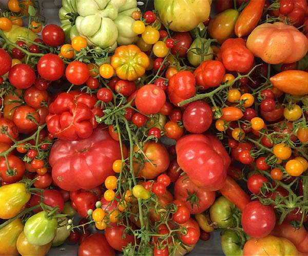 Potato traces its ancient roots to tomato hybridization