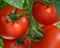 Better-tasting grocery store tomatoes could soon be on their way