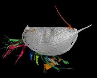 Requiem for an ancient tongue worm