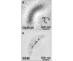 Quantum-assisted Nano-imaging of Living Organism Is a First
