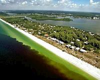 'Devastating' dolphin loss in Florida red tide disaster