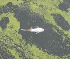 Increasing toxicity of algal blooms tied to nutrient enrichment and climate change
