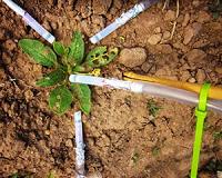 Diversity in a monoculture