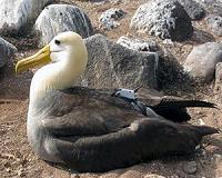 Wireless network helps scientists track small animals
