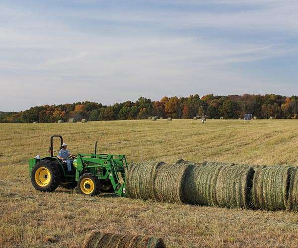 MSU discovery advances biofuel crop that could curb dependence on fossil fuel