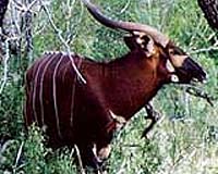 Quarter of antelope species face extinction: IUCN