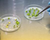 More tomatoes, faster: Accelerating tomato engineering