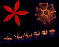 Novel 4-D printing method blossoms from botanical inspiration