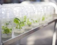 One crop breeding cycle from starvation