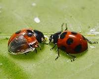 Unfolding the folding mechanism of ladybug wings