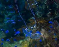 Transparent eel-like soft robot can swim silently underwater