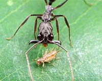 Trap-jaw ants use spring-loaded jaws to jump from predators