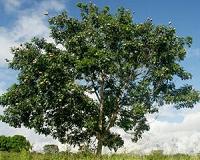 Major changes in world's leaf growth patterns over recent decades