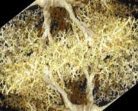 Tree Branching Key To Efficient Flow In Nature And Novel Materials