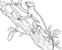 Field Museum Scientist Describes First Vertebrate To Live In Trees