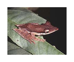 Frogs leap from Indonesian swamps to tabletops in France
