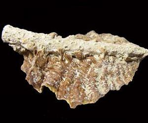 Declines in Caribbean coral reefs pre-date damage resulting from climate change