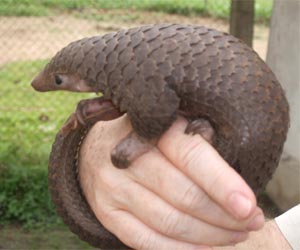 Protected pangolins seized from Philippine boat: official