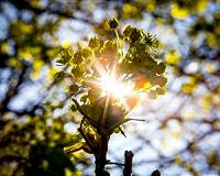 Pollen and clouds: April flowers bring May showers?