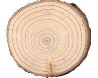 Tree rings reveal nightmare droughts in the West