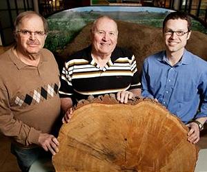 Old-Growth Tree Stumps Tell The Story Of Fire In The Upper Midwest