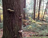 When old growth beats old school