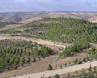 Macedonia plants two million trees to revive its forests
