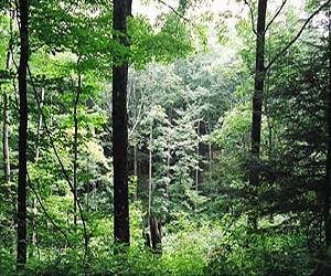 Epidemiological Study Demonstrates Climate Change Effects On Forests