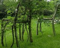British designer growing trees into furniture
