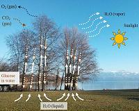 Plants display nature's optofluidic machinery