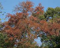 How the forest copes with the summer heat