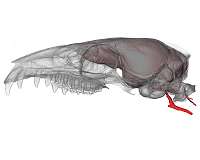 The tiny treeshrew defies a pair of evolutionary rules