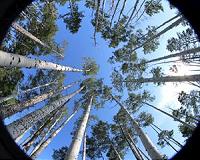 Mechanical trees generate power as they sway in the wind