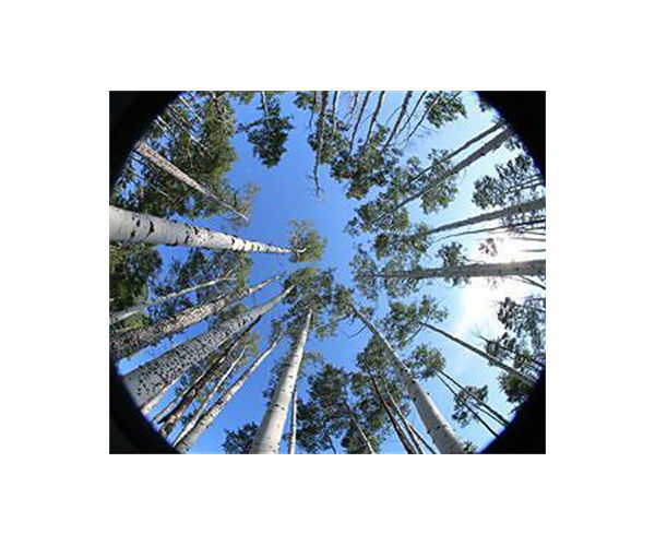 Los Angeles and Google partner on 'Tree Canopy' project